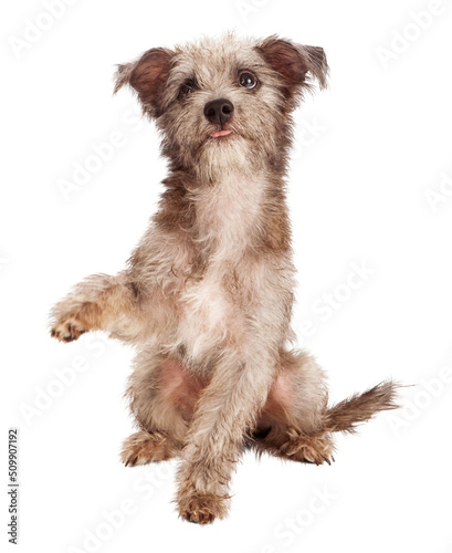 Scruffy Terrier Puppy Shaking Paw