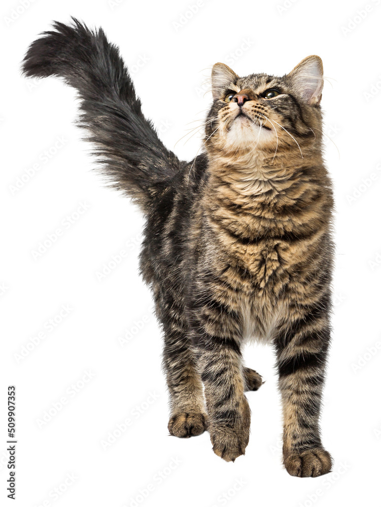 Fototapeta premium Tabby Cat Walking Forward Looking Up