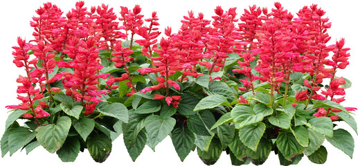 Red Flower Shrubbery Isolated