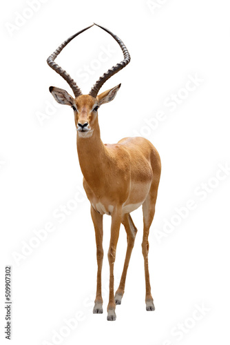 Impala Facing Forward photo