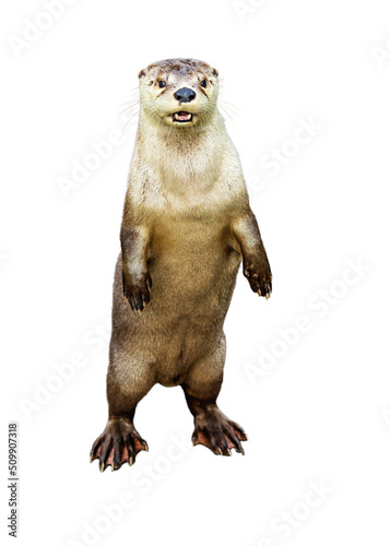Obraz na plátne Otter Standing Looking Forward