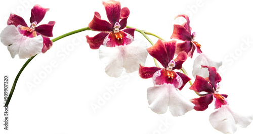 Orchids Flowers  Isolated