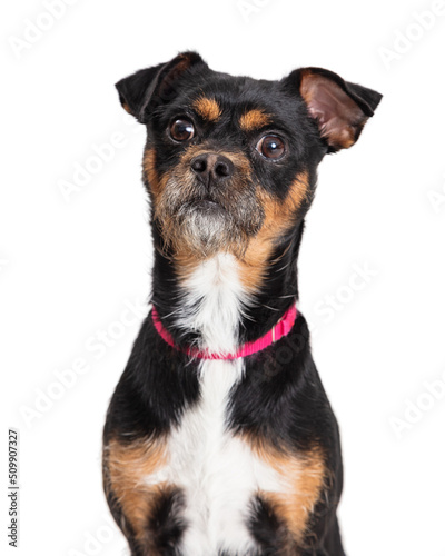 Photography Terrier Miniature Pinscher Dog Closeup