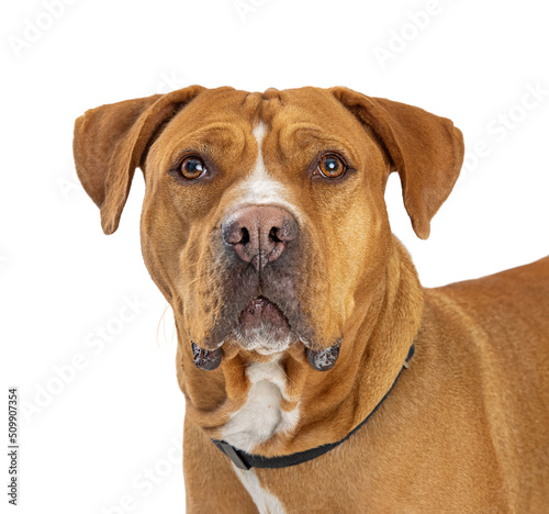 Canvas Print Close up Big Brown Dog Serious Expression