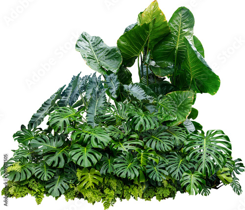 Monstera Jungle Plant Isolated photo