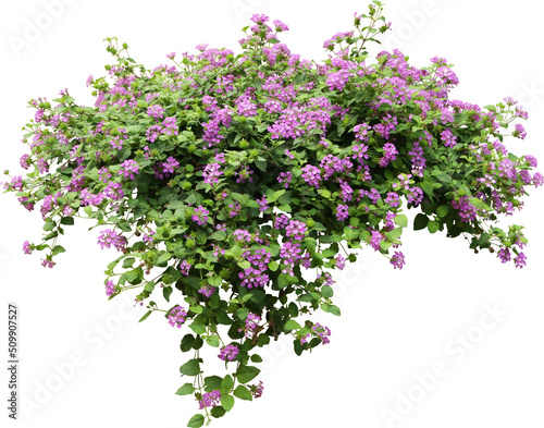 Purple Flower Shrubbery Isolated