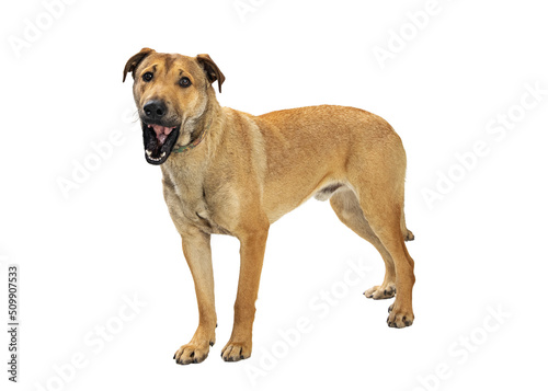 Photography Funny Big Dog with Mouth Wide Open