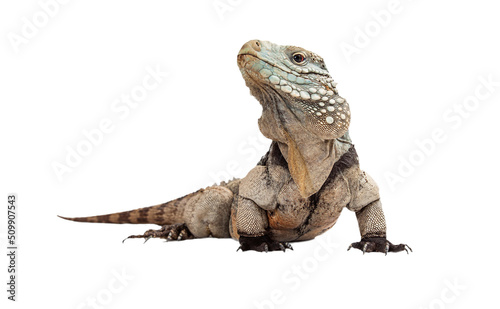 Grand Cayman Blue Iguana photo