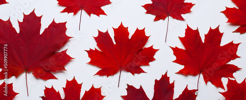 Many maple leaves on white background  top view. Banner for design