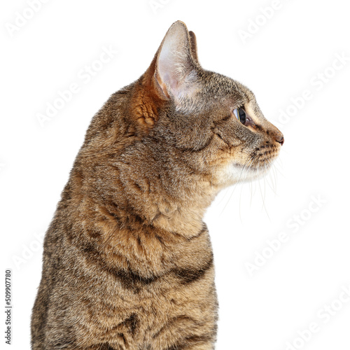 Fototapeta Naklejka Na Ścianę i Meble -  Tabby Cat Profile Looking Side Isolated