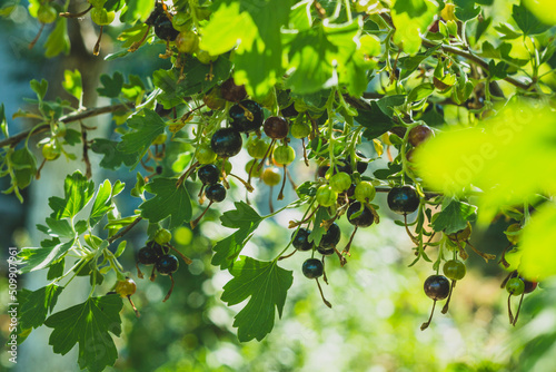 blackcurrant on a branch, close-up