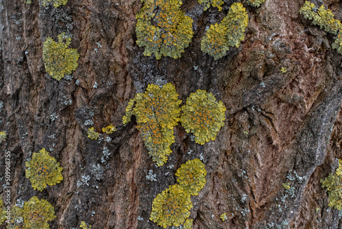 Large colorful lichens on the trunk