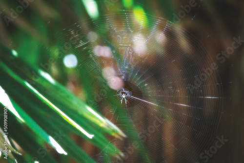 spider web in a tropical forest in St. Augustine, Florida