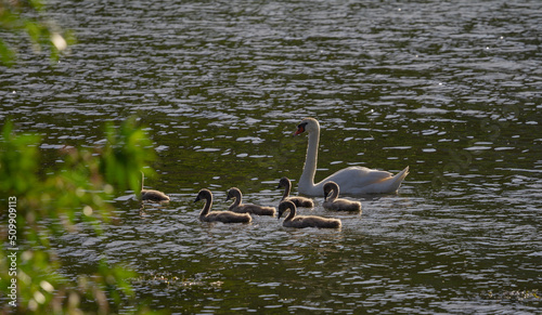 Swans on the lake