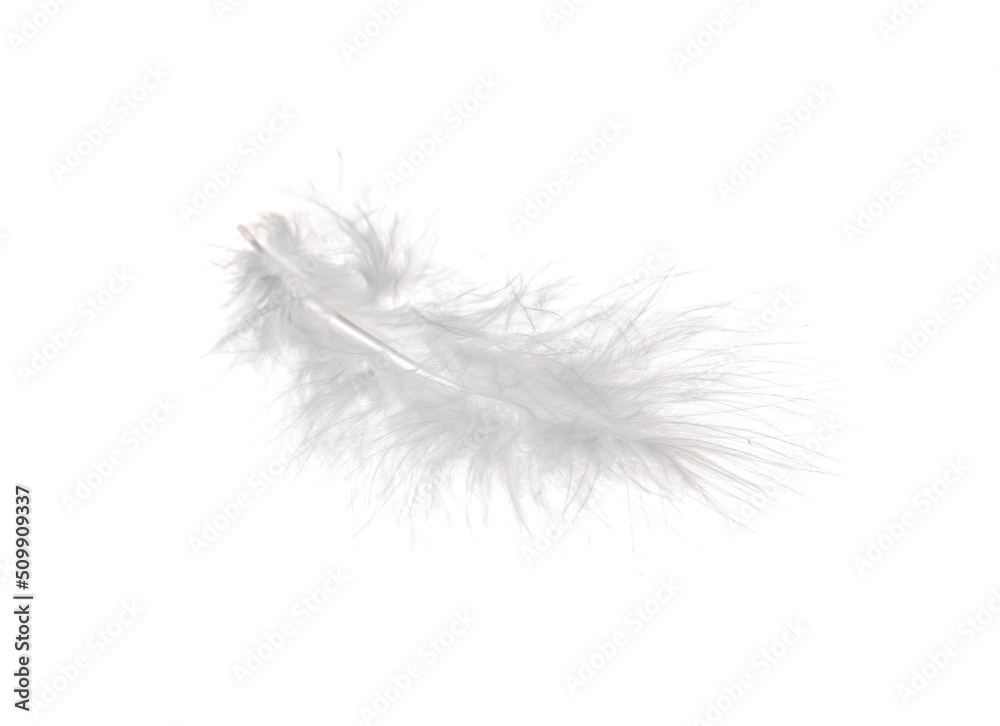 Beautiful feather on white background Beautiful feather on white background