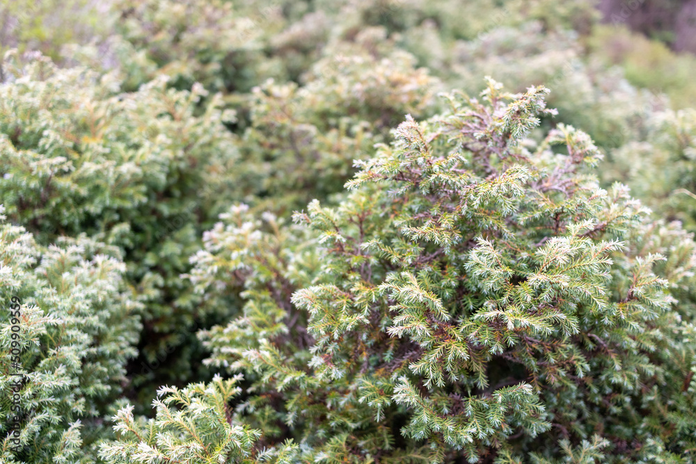 Obraz premium Pine tree bushes close up