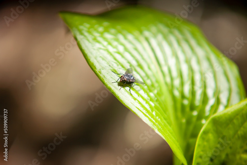 The fly sits on a large green leaf in the sunlight. Summer concept, background, postcard.