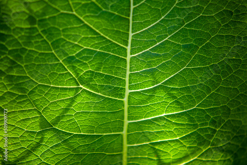 Green burdock leaf in sunlight Fototapet