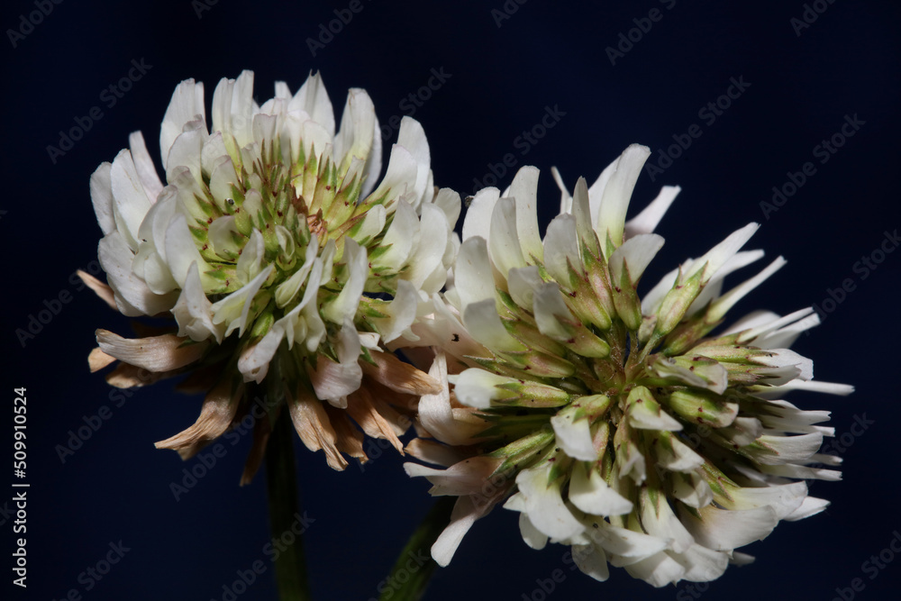 White wild flower blossom close up botanical background Trifolium alexandrinum family leguminosae high quality big size print