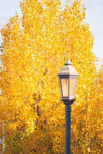 farola estilo victoriano antiguo en medio día con fondo de árboles grandes de hojas amarillas dorado estación otoñal  photo