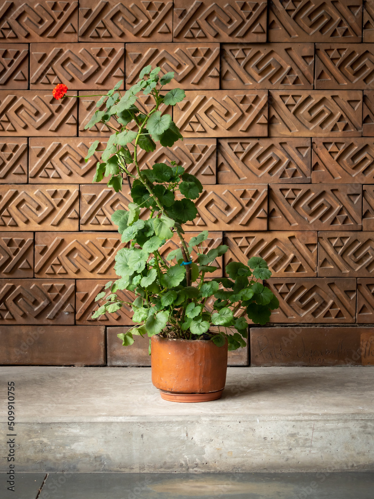 Potted Red Geranium (Pelargonium) Flower Plant Potted Red Geranium (Pelargonium) Flower Plant