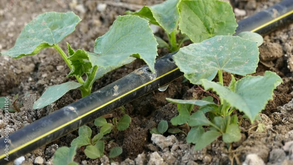 natural cucumber plant in the garden, new cucumber sprouts, watering the plants with the drip system, natural cucumber plant in the garden, new cucumber sprouts, watering the plants with the drip system,