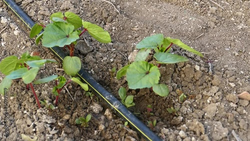 okra plant in the garden, new okra sprouts, irrigation of plants with drip system,