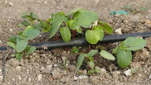 okra plant in the garden, new okra sprouts, irrigation of plants with drip system,