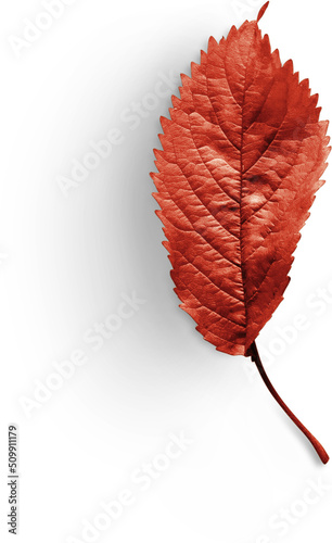 Autumn Leaf