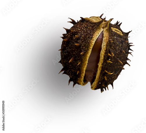 Obraz na płótnie Horse Chestnut With Shell