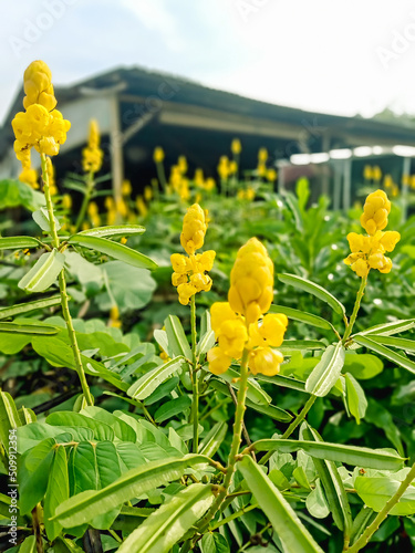 yellow leaves of the candle bush
