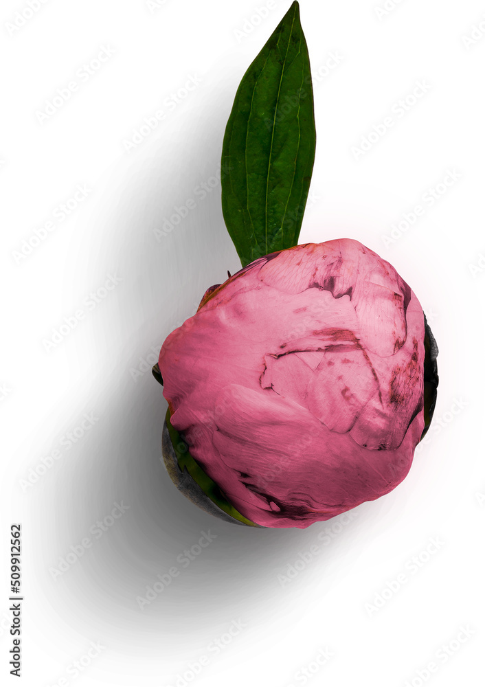 Fototapeta premium Peony Pink