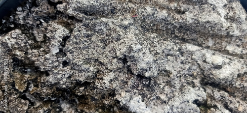 rough abstract texture of cement