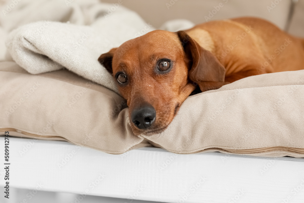 Cute dachshund dog lying on couch in living room, closeup