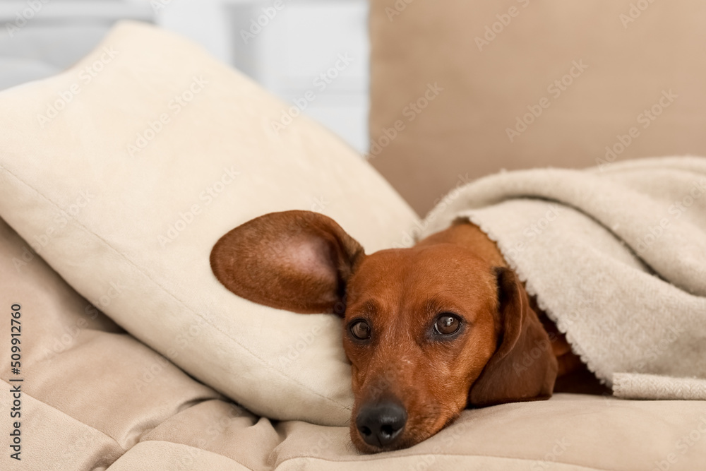 Cute dachshund dog with plaid lying on couch in living room
