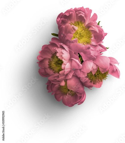 Fototapeta Naklejka Na Ścianę i Meble -  Bouquet of Pink Peonies
