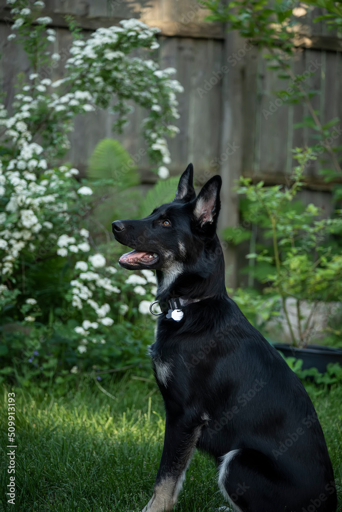 German Shepherd puppy in the green garden.
