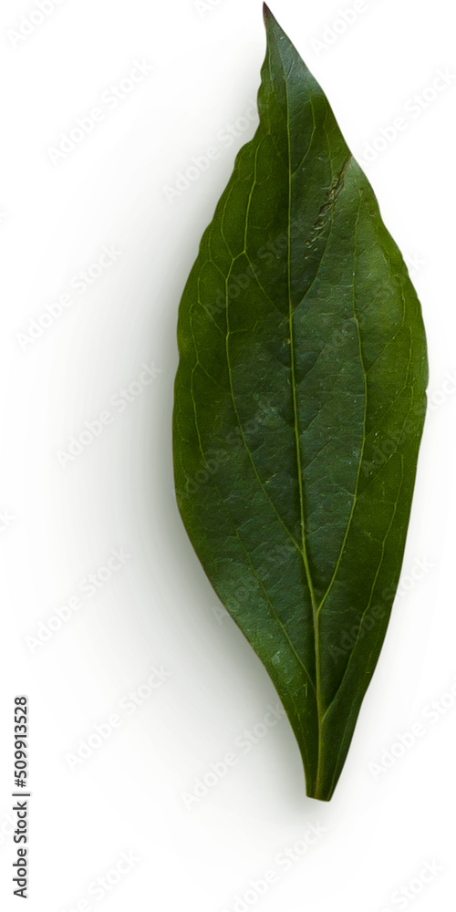Obraz premium Peony Leaf