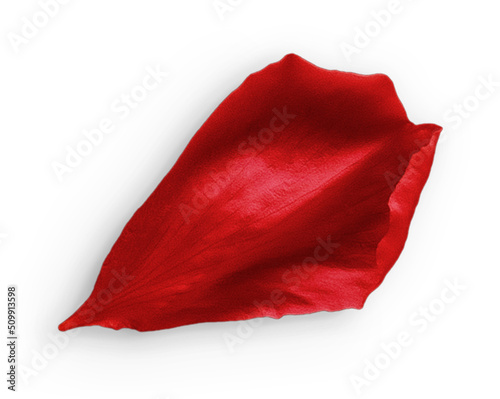 Rose Petal Red