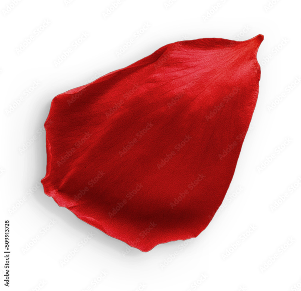 Rose Petal Red Rose Petal Red