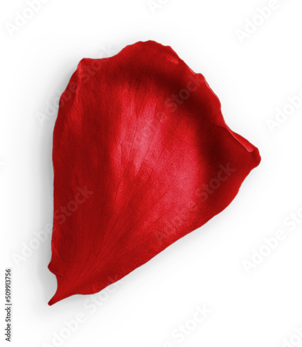 Rose Petal Red #509913756