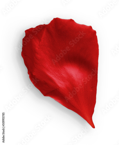 Rose Petal Red