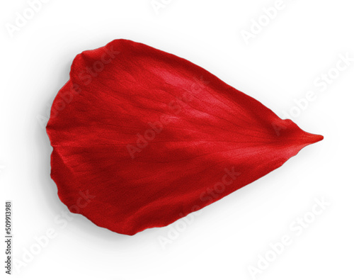 Fotografía Rose Petal Red