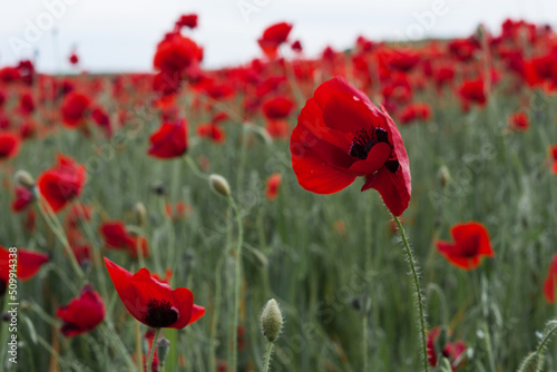 campo de amapolas