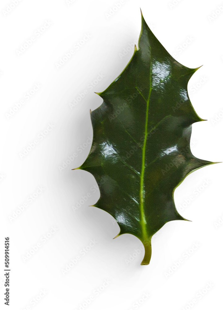 Fototapeta premium Winter Holly Leaf