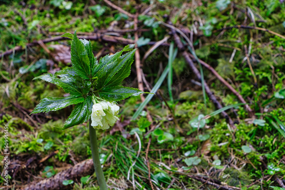 Weiße Bergblume Weiße Bergblume