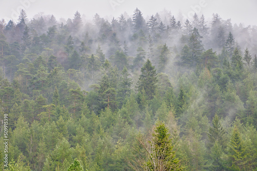 Nadelwald mit einem Nebel 