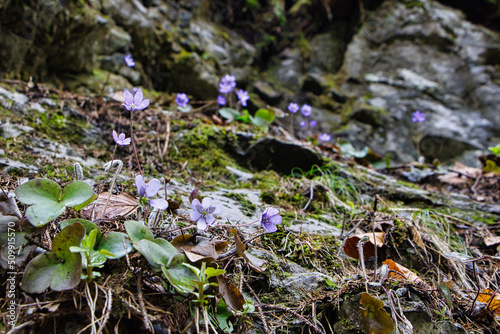 Kleine violette Blumen 