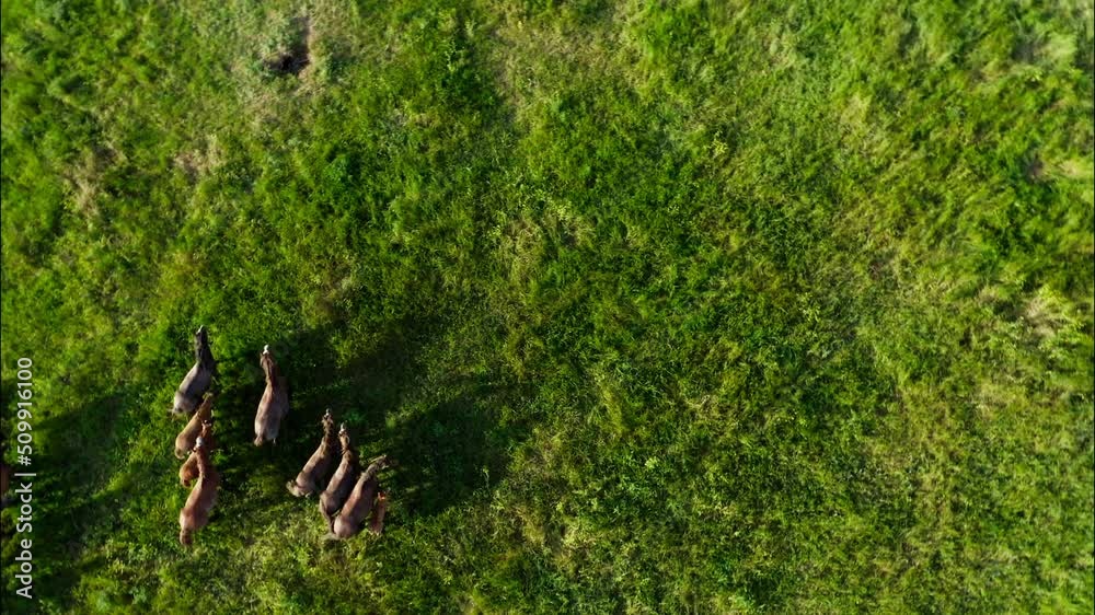 Wild Horses Running, Wild mustangs run on the beautiful green grass. Herd of horses, mustangs running on steppes aerial view. Slow motion 10 bit video Wild Horses Running, Wild mustangs run on the beautiful green grass. Herd of horses, mustangs running on steppes aerial view. Slow motion 10 bit video