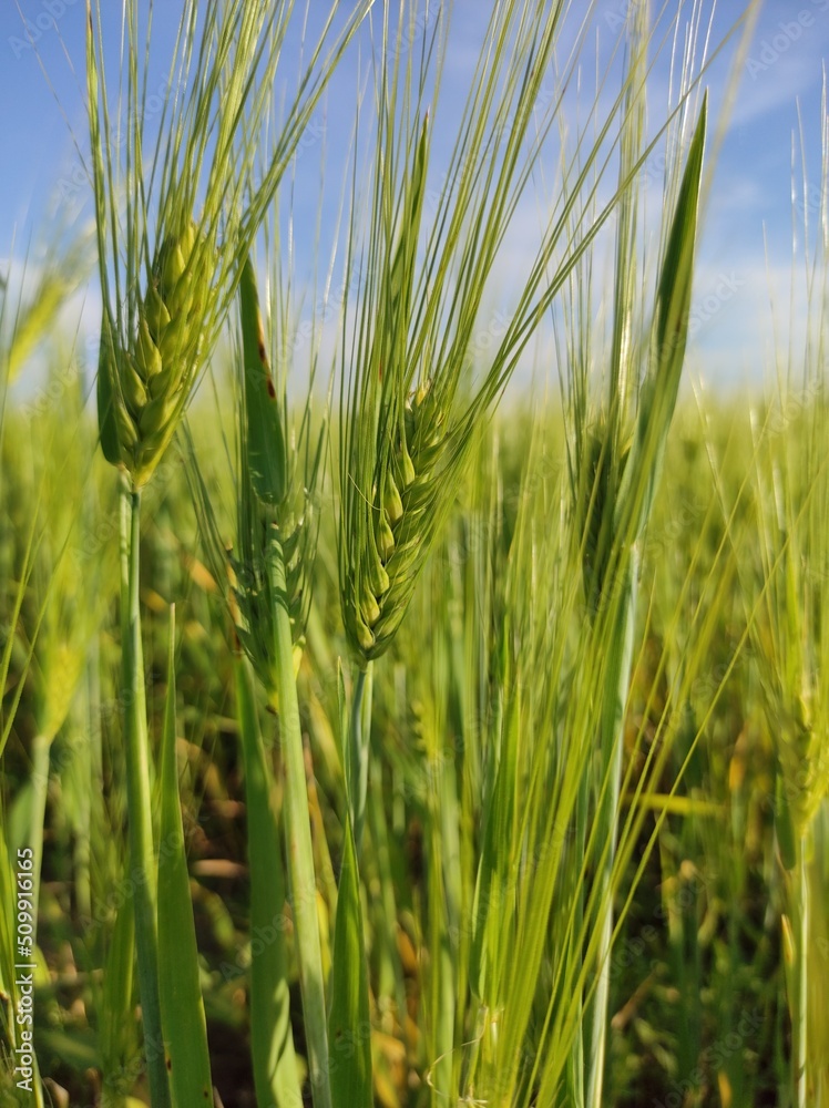 Obraz premium green wheat field